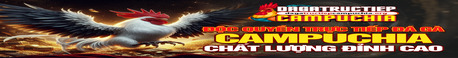 Đá Gà Trực Tiếp Campuchia Hôm Nay - Link Xem Có Bình Luận