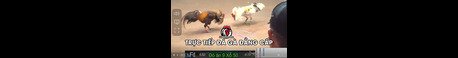 ĐÁ GÀ TRỰC TIẾP THOMO